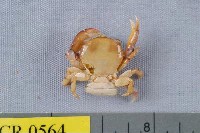 藏品(光潔擬梯形蟹)的圖片